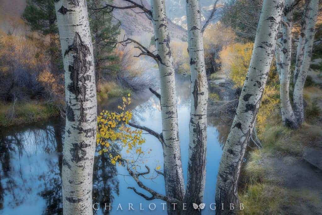 Finding Inspiration in Your Fall Photography 8 Gibb Charlotte Along Rush Creek