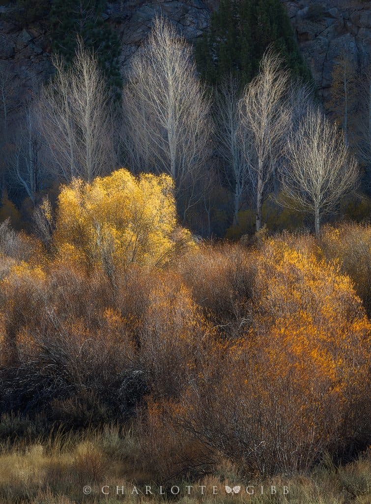 Finding Inspiration in Your Fall Photography 9 Autumn Aglow