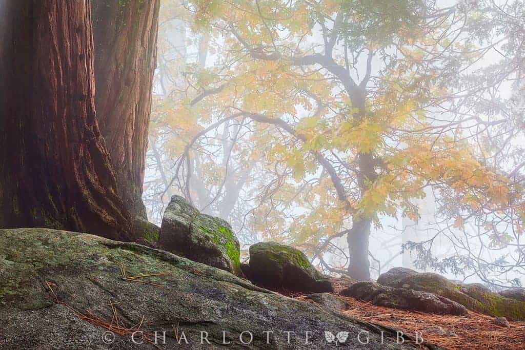 Finding Inspiration in Your Fall Photography 11 Gibb Charlotte Fall Whisper