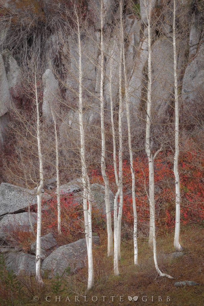 Finding Inspiration in Your Fall Photography 12 Gibb Charlotte Sentinels
