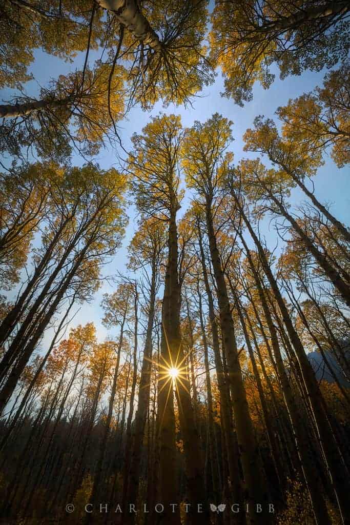 Finding Inspiration in Your Fall Photography 4 Gibb Charlotte Towering Aspens