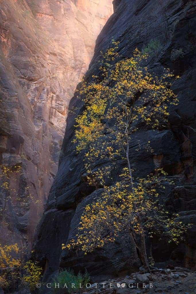 Finding Inspiration in Your Fall Photography 5 Gibb Charlotte Zion Gold