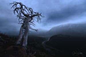 Tree Stormy