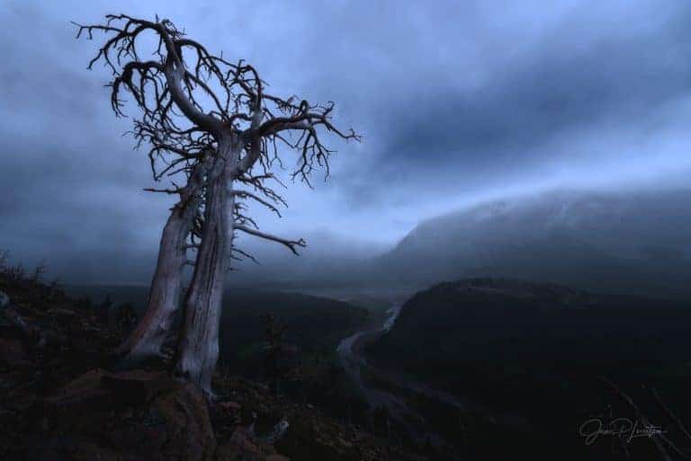 Tree Stormy