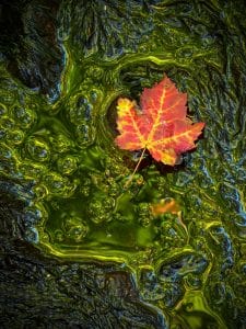 Liquid Aurora