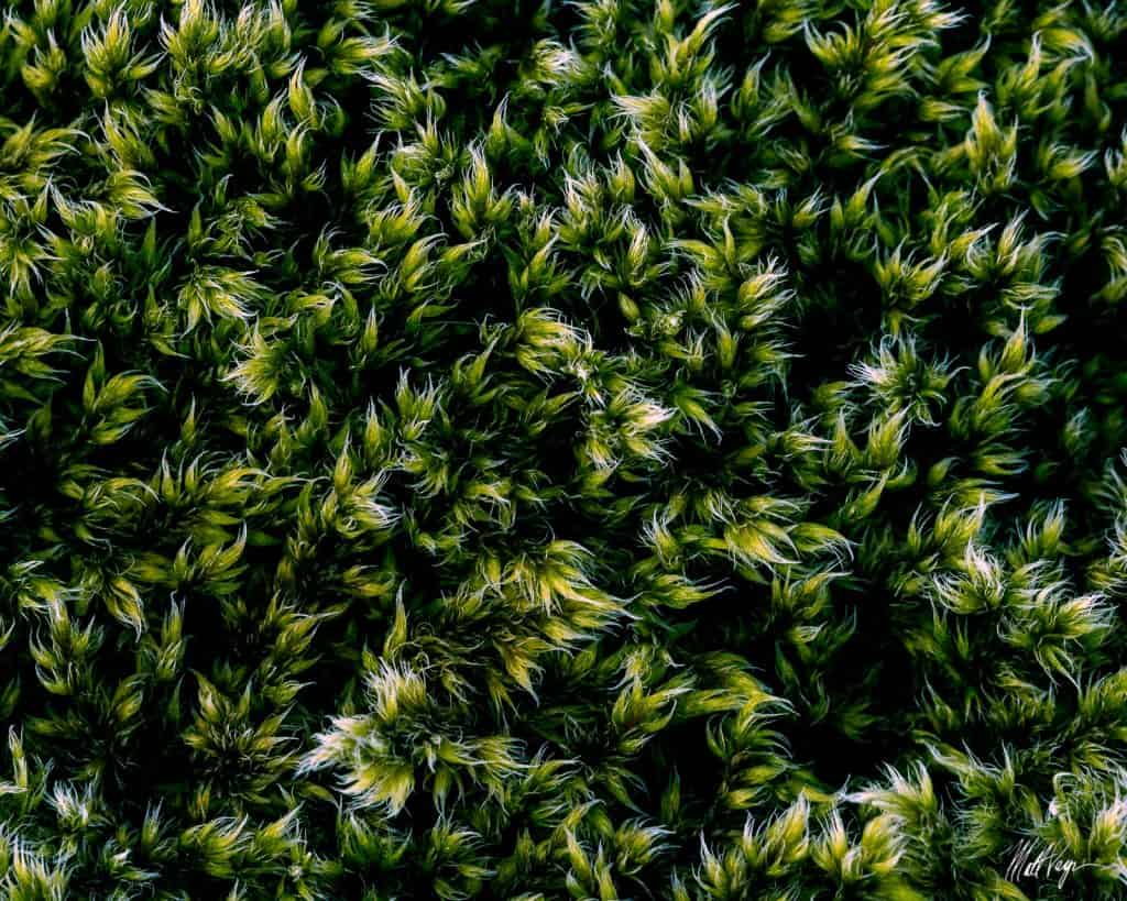 Moss Abstract