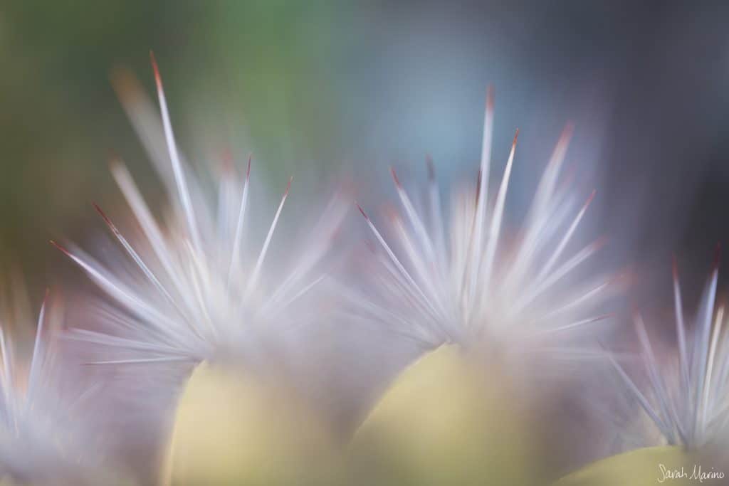 Organ Pipe Fireworks