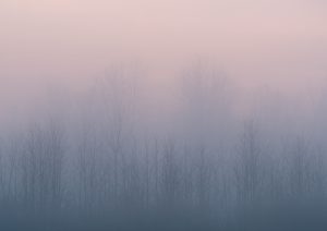 TreesintheMist