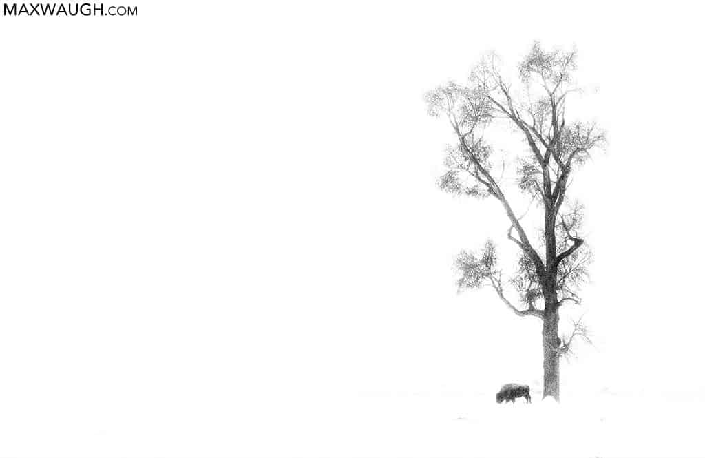 American Bison
