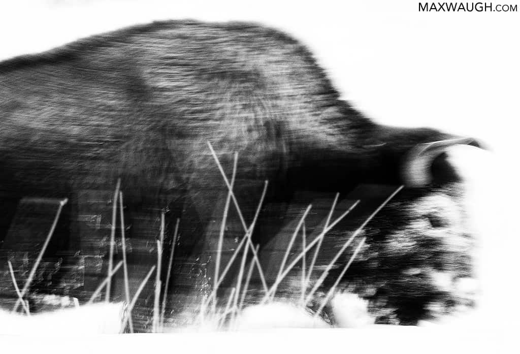 American Bison