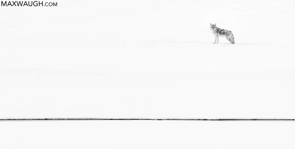 Coyote