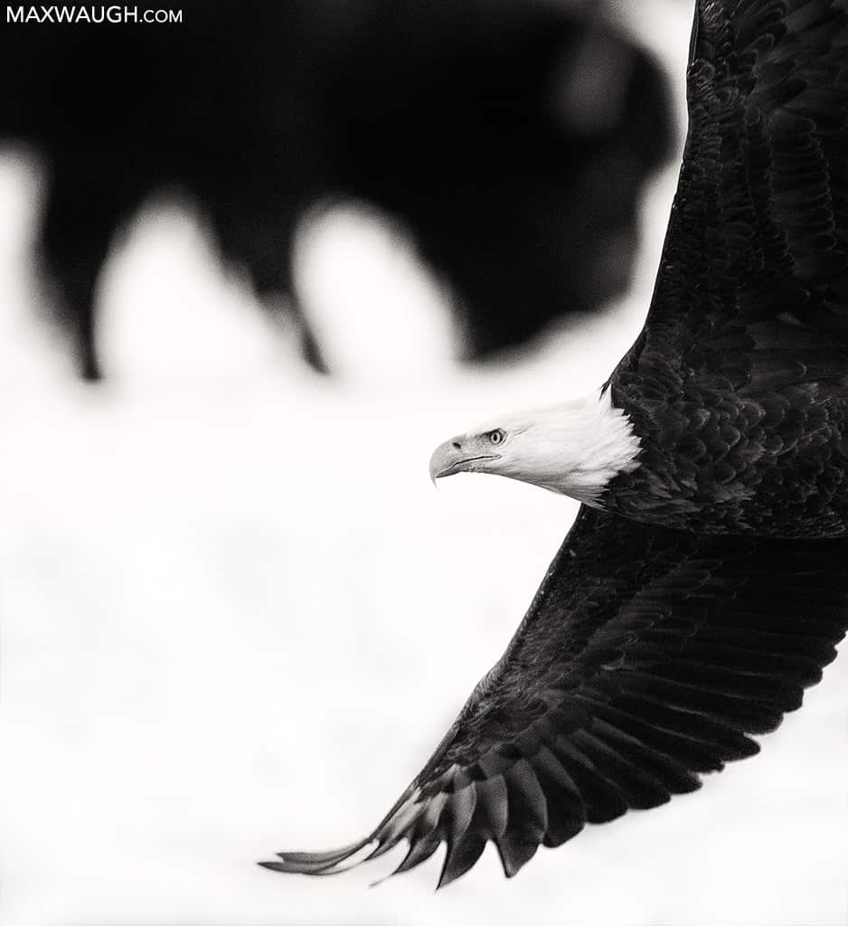 Bald Eagle And Bison