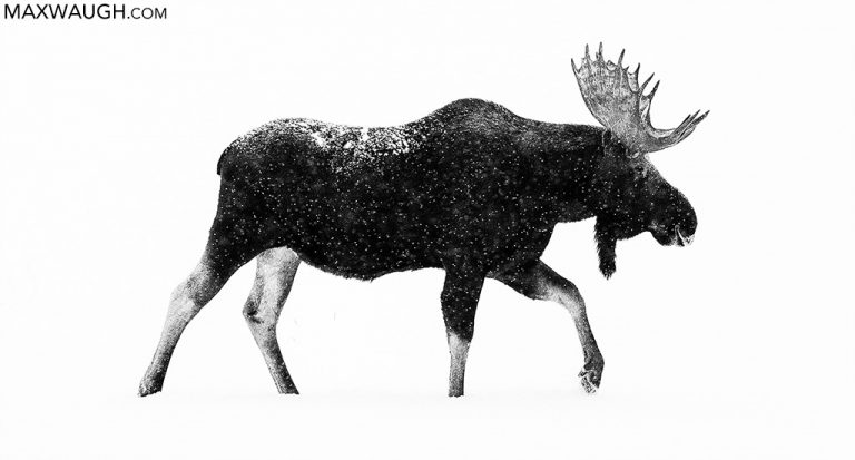 Moose0120ys73 Short