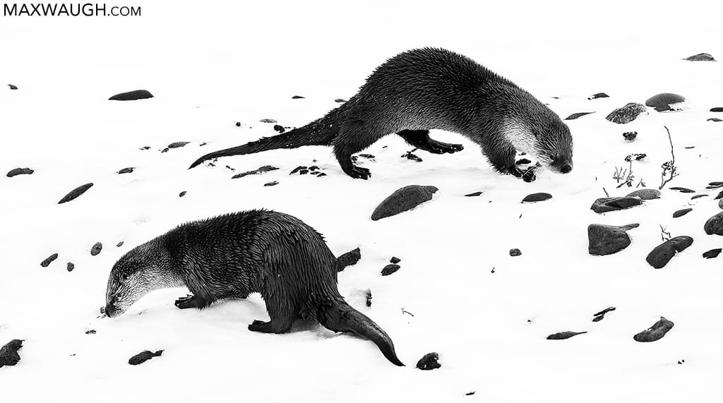 North American River Otters