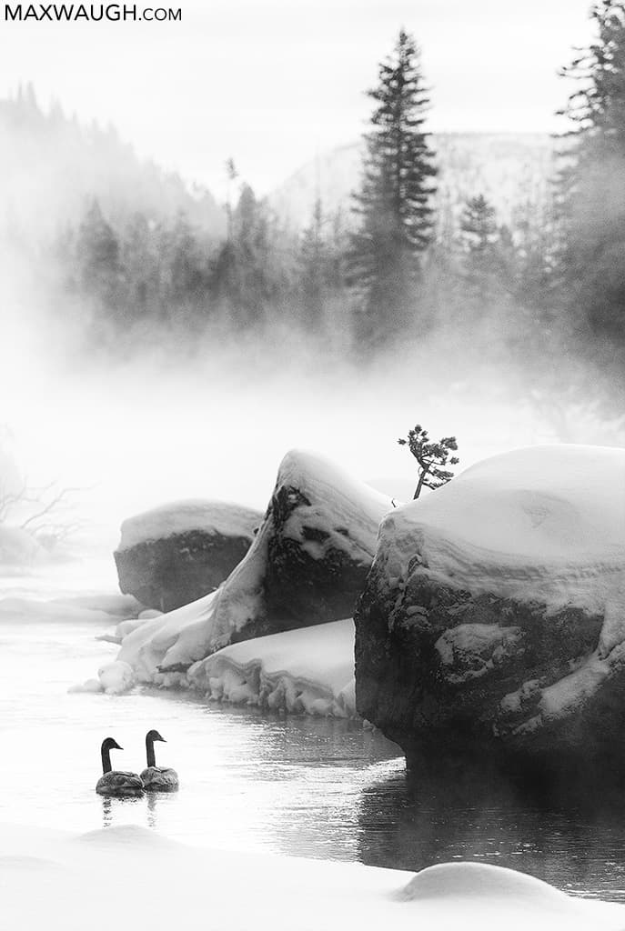 Trumpeter Swans