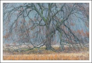 Autumn Snowstorm, Yosemite National Park, California 2015