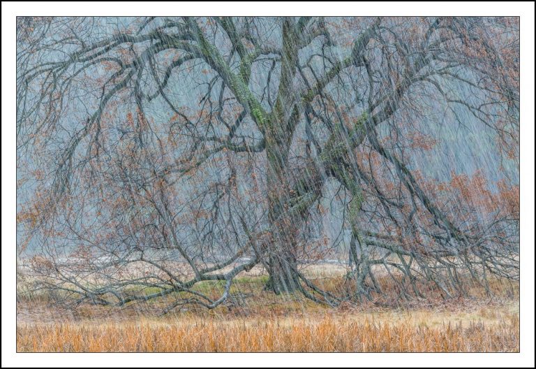 Autumn Snowstorm, Yosemite National Park, California 2015