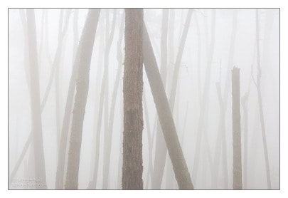 Pines In Fog