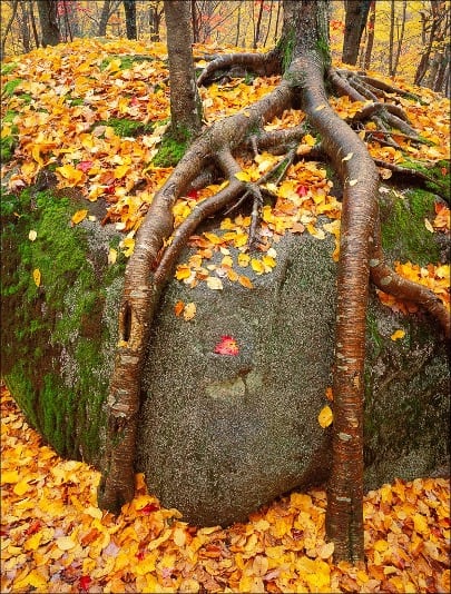 Trees On Moss