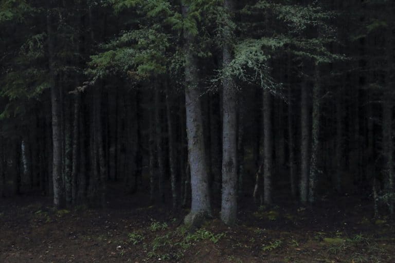 Dark moody forest scene with green trees and darkness