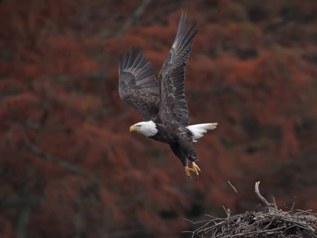 Bald Eagle NPN 2