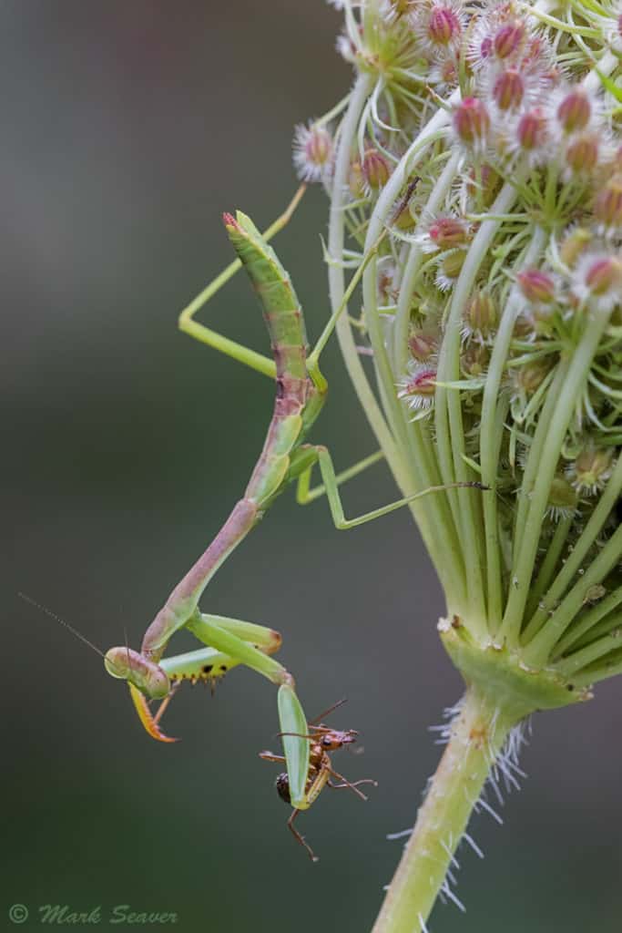 Carolina Mantis With Prey