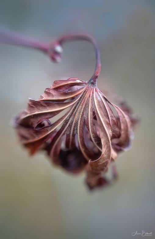Japanese Maple Leaf With Buds Of Spring 2