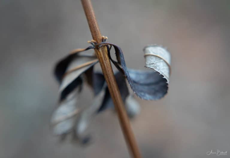 Culver's Root