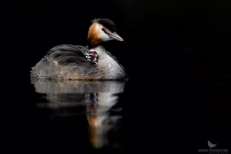Avian 01