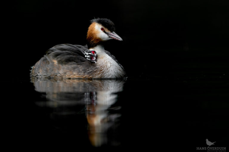 Articles 5 Avian 01