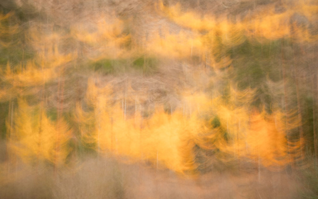 How ICM Photography Affects My Creativity 2 Alfredo Mora Photography Dancing Aspens