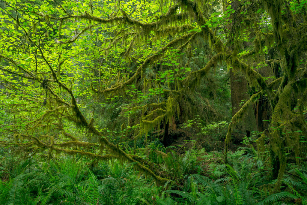 Is Nature Photography Considered Art? 3 Matt Payne NPN 3