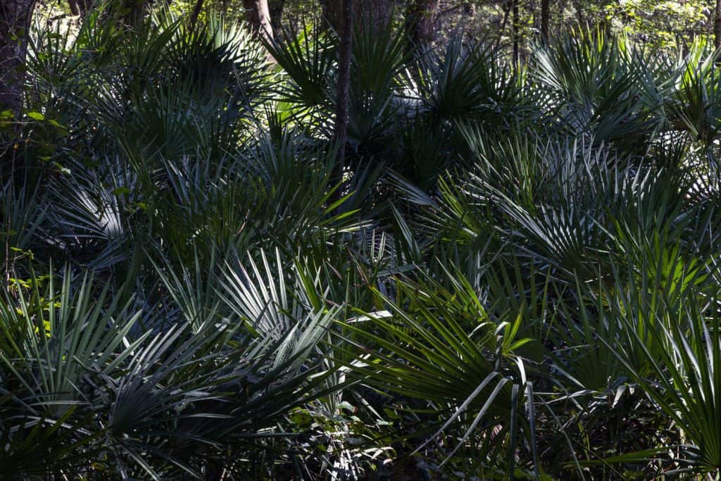 Research is Knowledge; Knowledge is Power 7 2021 09 24 Suwannee 158