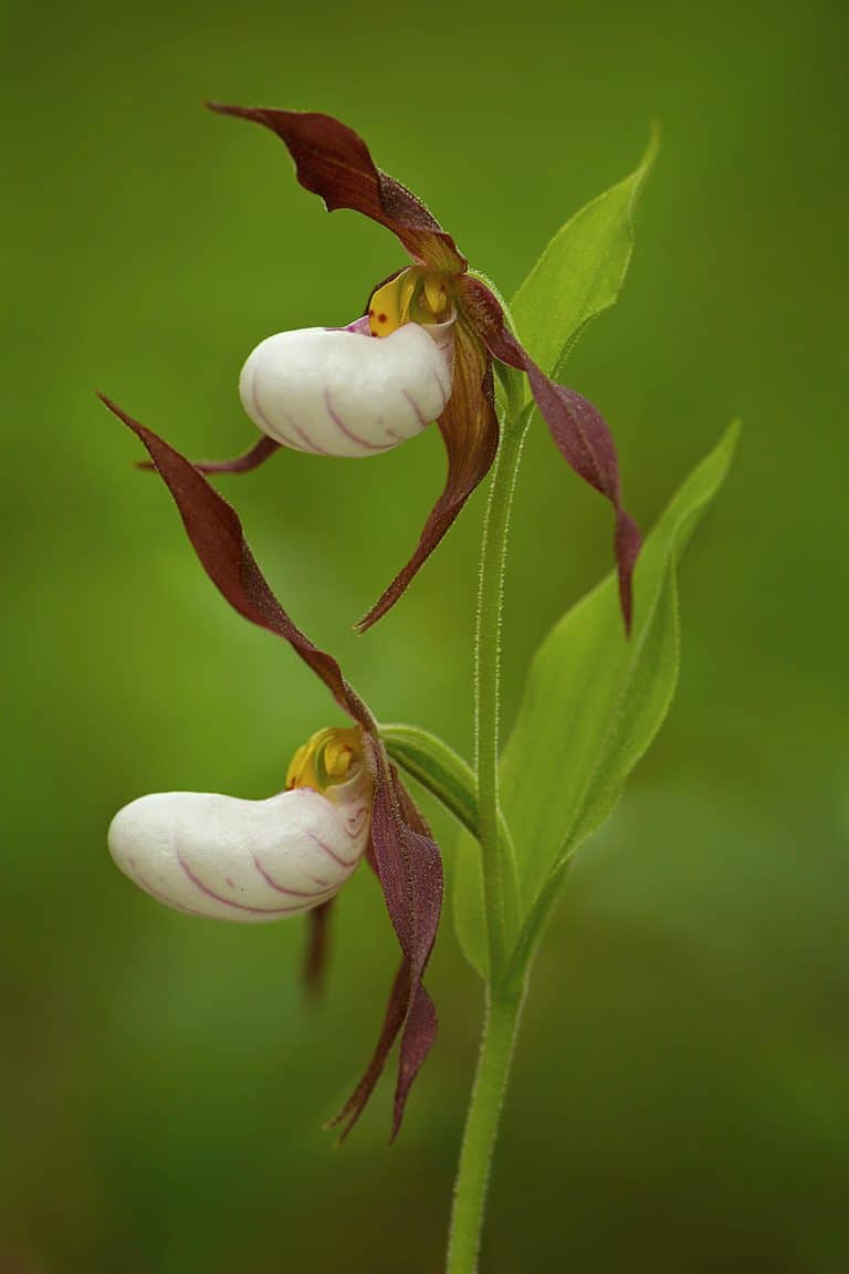Mountain Lady's Slipper Duo (Cypripedium Montanum)