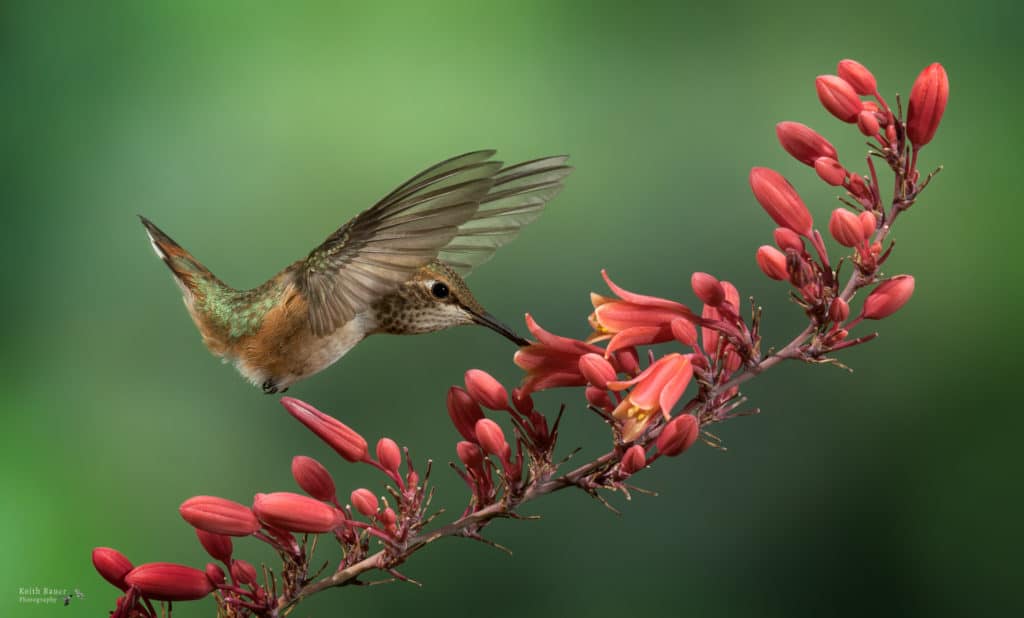 35 KB NPN Hummers