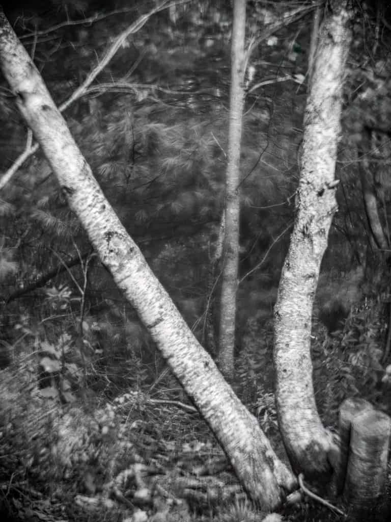 09 Two Birch Trees