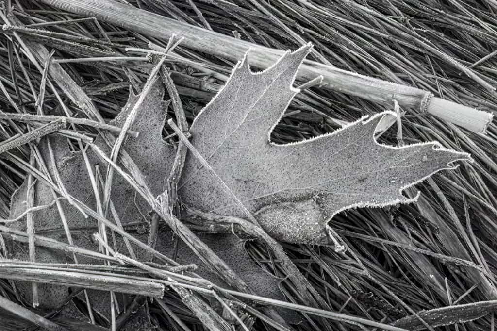 Elements of a Successful Photographic Project 1 10 Leaf With Frost