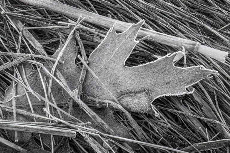 10 Leaf With Frost
