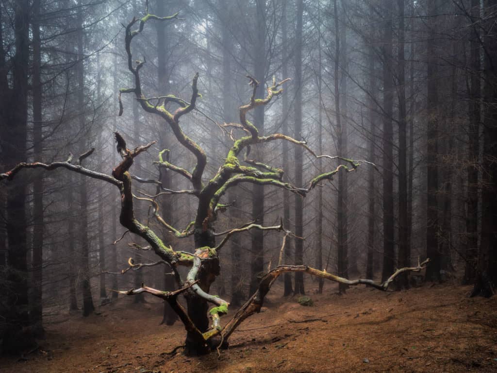 Lessons from a Woodland Photography Exhibition 5 AfraidofTime 4