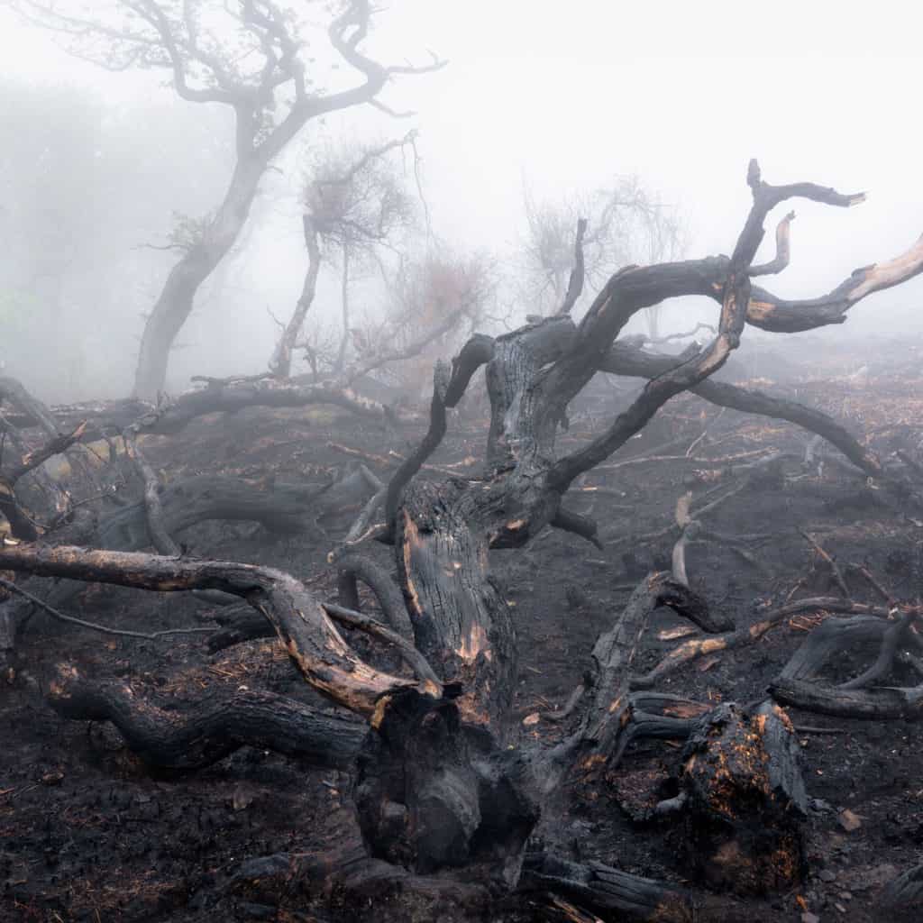Lessons from a Woodland Photography Exhibition 3 AllThatRemains