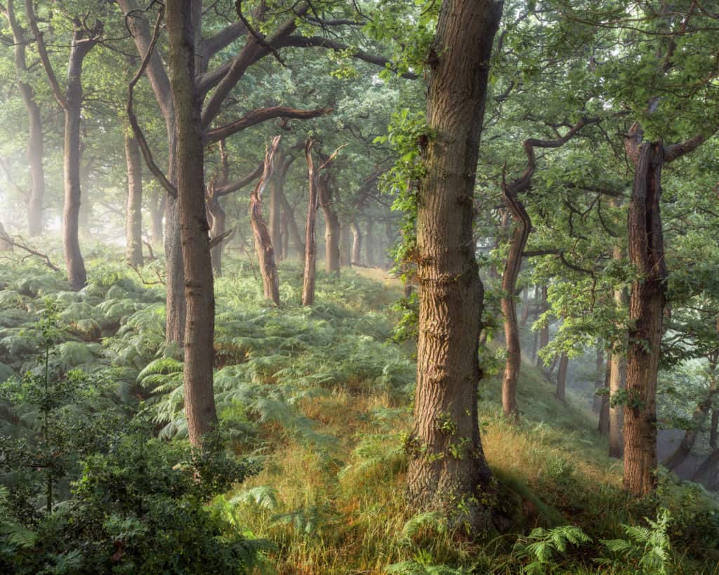 Lessons from a Woodland Photography Exhibition 4 Anticipation 2