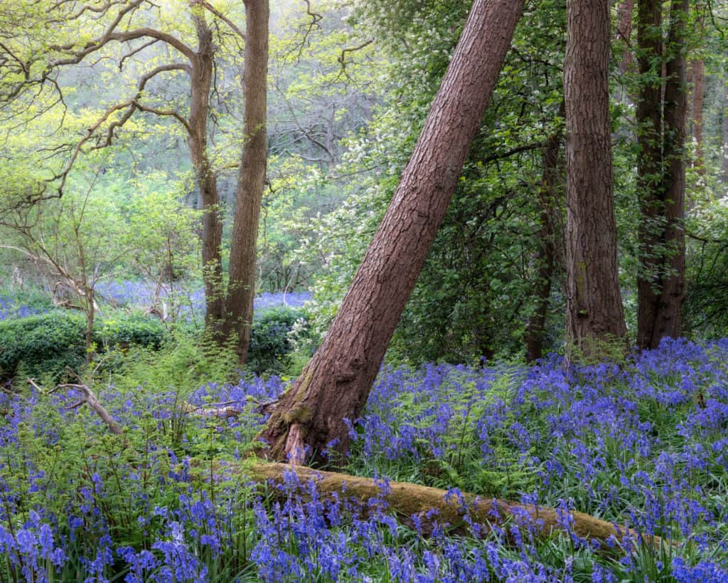 Lessons from a Woodland Photography Exhibition 6 Enriching 2