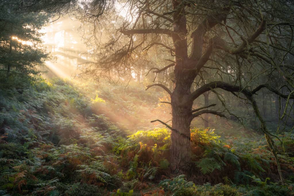 Lessons from a Woodland Photography Exhibition 7 ForestBathing 2