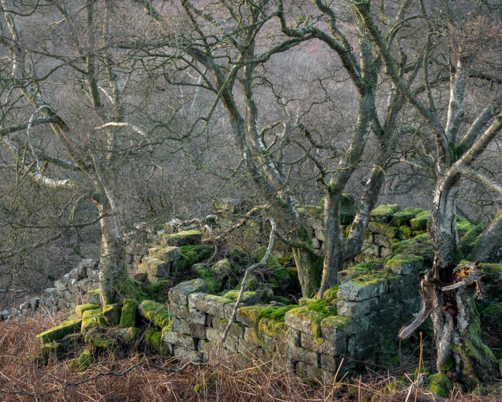Lessons from a Woodland Photography Exhibition 10 LifeGoesOn 2