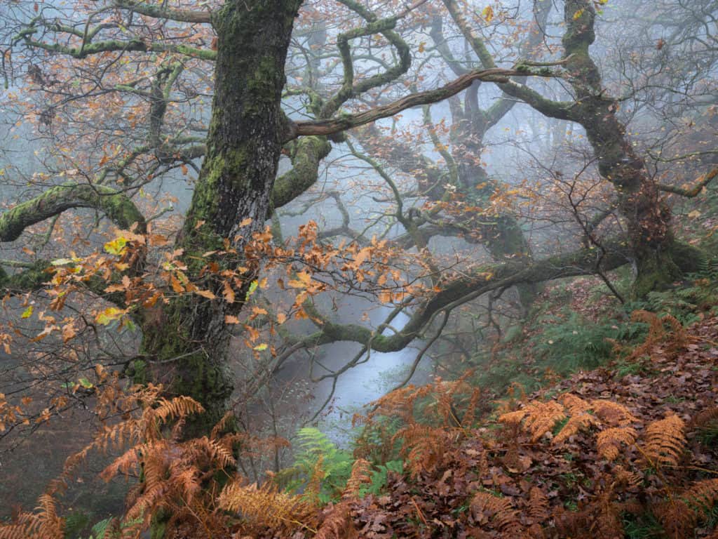 Lessons from a Woodland Photography Exhibition 2 ShimmerFlame 2