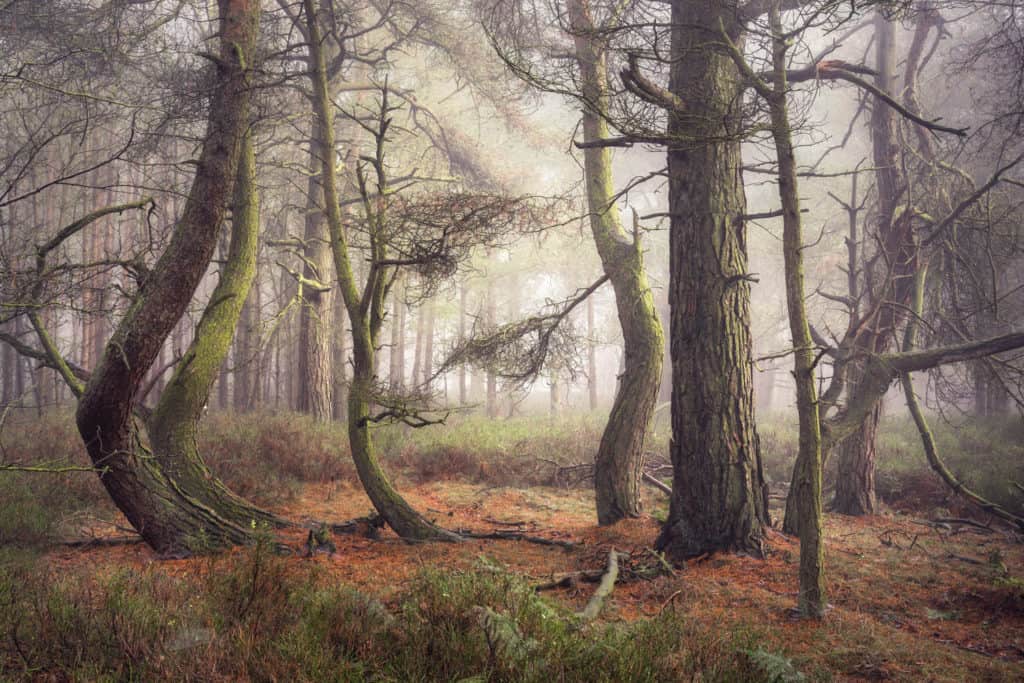 Lessons from a Woodland Photography Exhibition 8 The Dysfunctional Family 2
