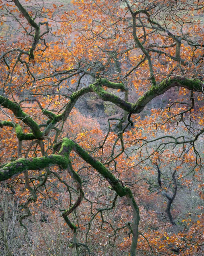 Lessons from a Woodland Photography Exhibition 9 TreeStorm 2