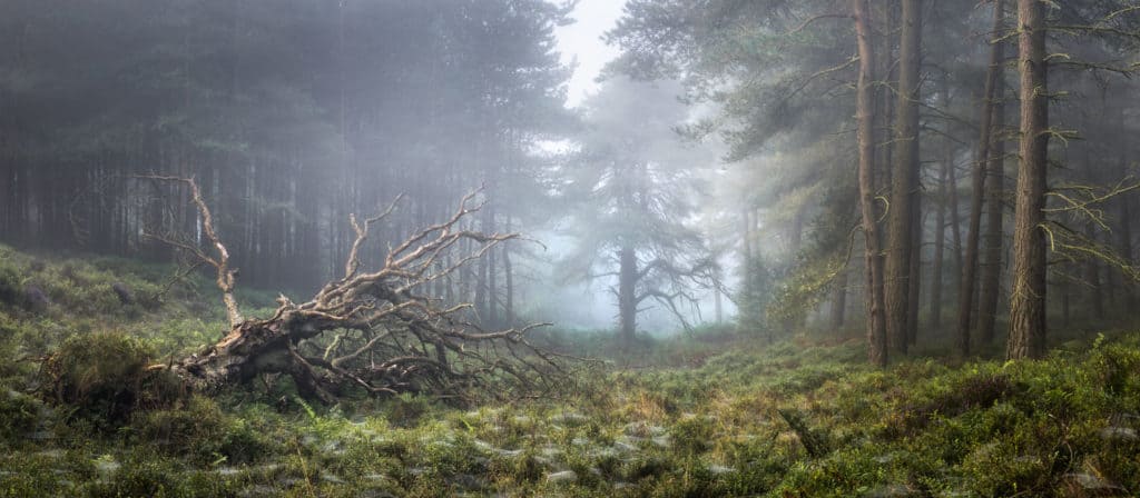 Lessons from a Woodland Photography Exhibition 1 ValleyStoriesIII 2