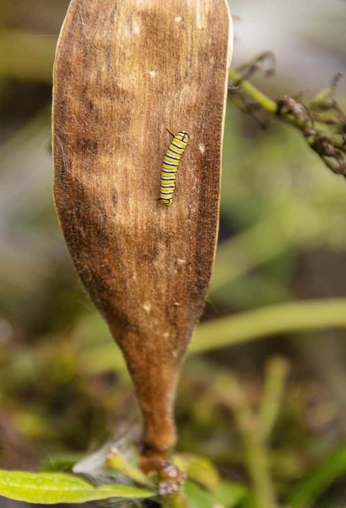 3rd Monarch Instar On Butterfly Weed Seed Pod