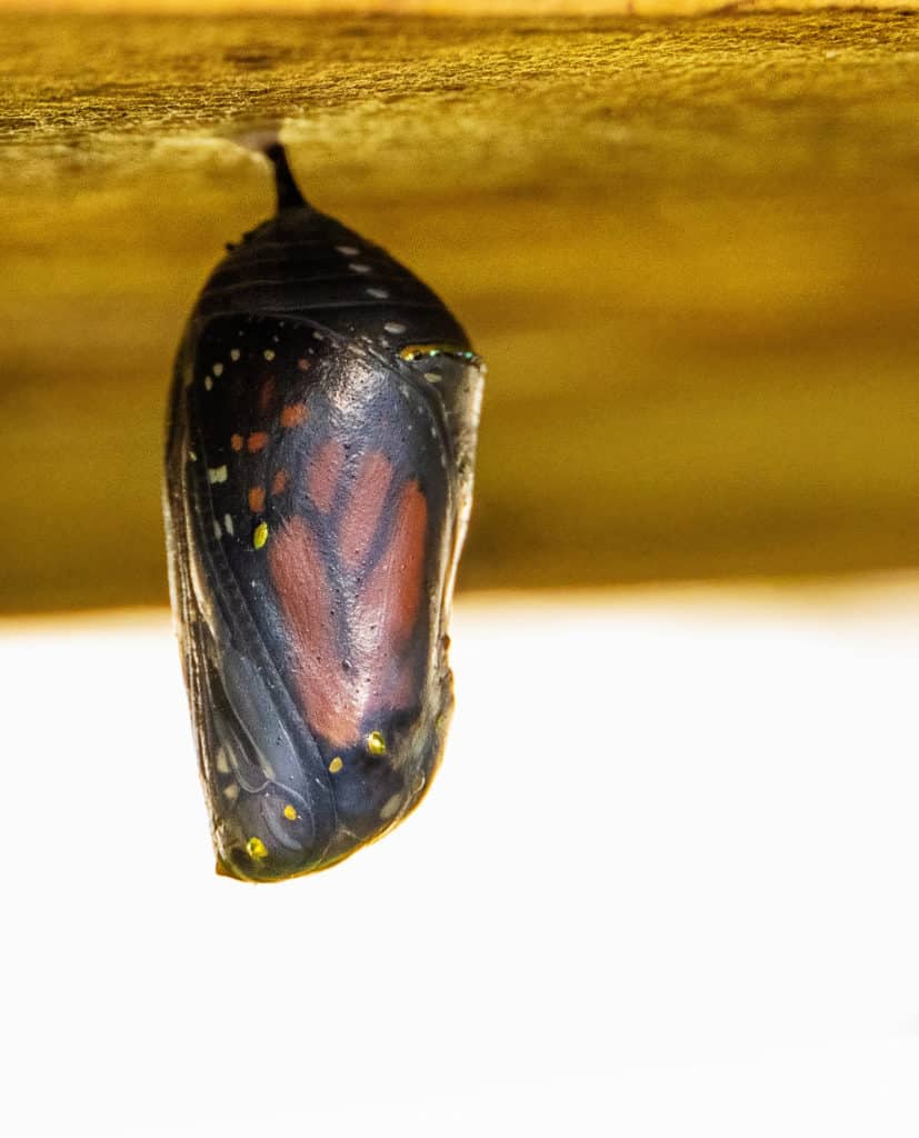 Photographing Butterflies Through Their Life Cycle 7 Dark Monarch Chrysalis Close To Metamorphosis